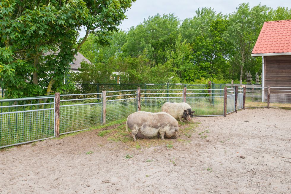 LiselotteSchoo NieuwBornrif 30-05-2019-37