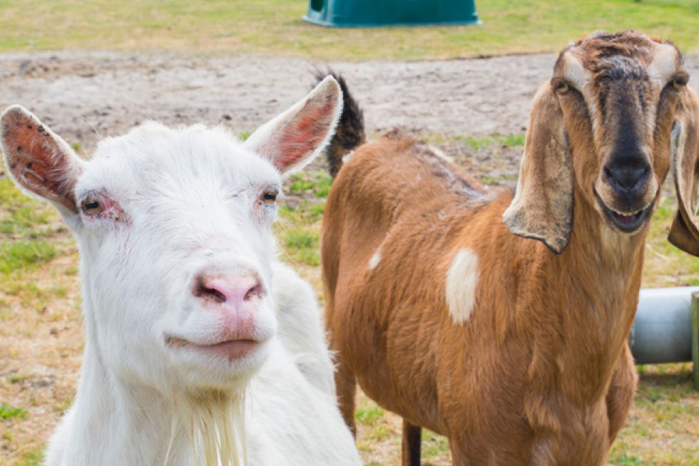 LiselotteSchoo NieuwBornrif 30-05-2019-38