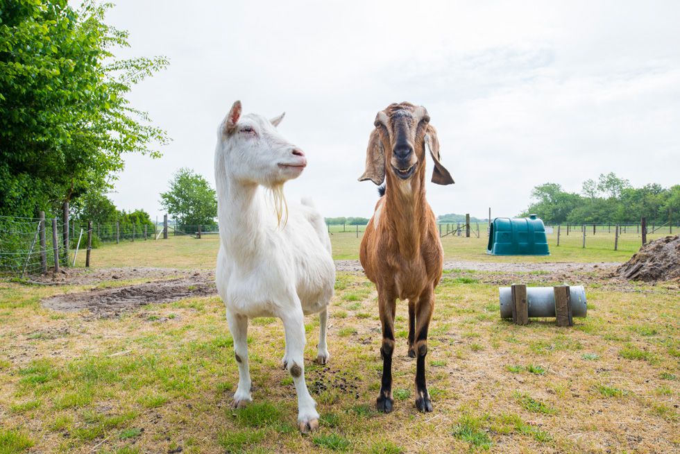 LiselotteSchoo NieuwBornrif 30-05-2019-40